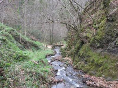 BOSQUE DE ZARATE ( HUAROCHIRI)